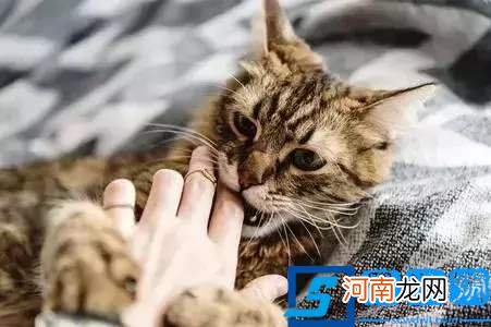 梦见猫是什么预兆？应该如何解梦?