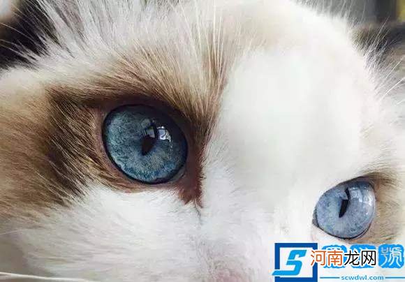 梦见猫是什么预兆？应该如何解梦?