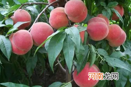 桃树如何施肥才能高产