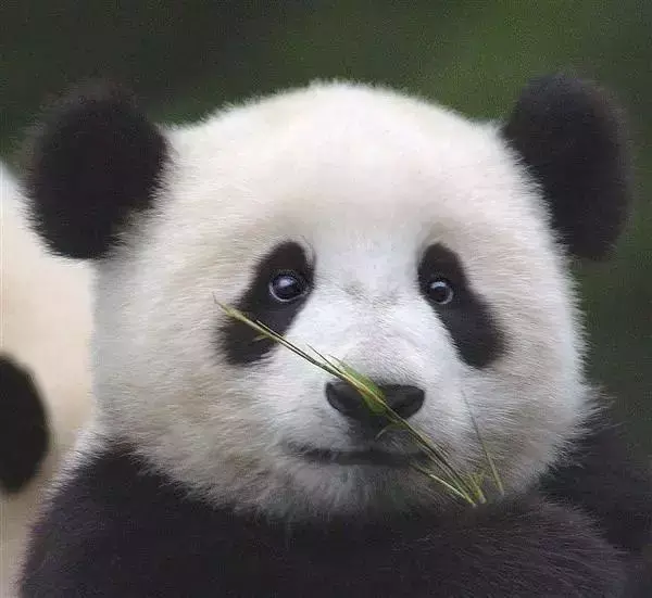 怎样成为一名大熊猫饲养员 熊猫饲养员招聘条件