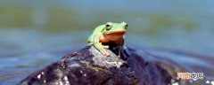 青蛙对大自然的好处 青蛙对人类的好处和作用