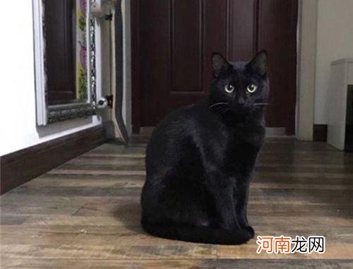 寿命最长的10种猫 猫最多能活多少年