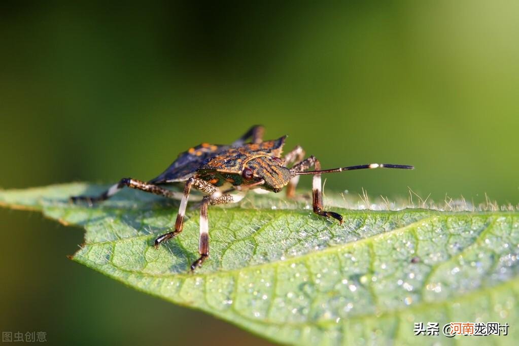 床上的臭虫是怎么长出来的 臭虫是怎么长出来的