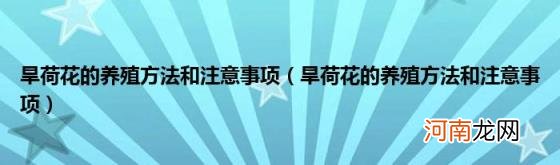 旱荷花的养殖方法和注意事项 旱荷花的养殖方法和注意事项