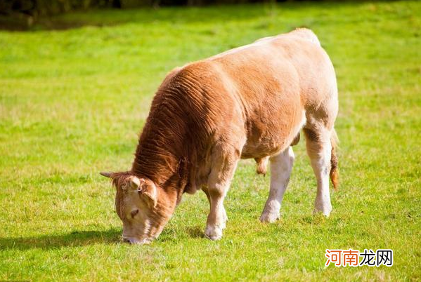 牛猴配不配 牛猴相配好不好