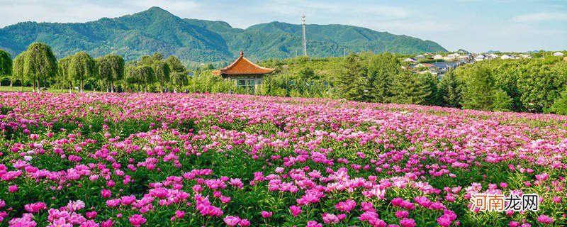 茶乡花海在什么地方 茶陵花海在哪个位置