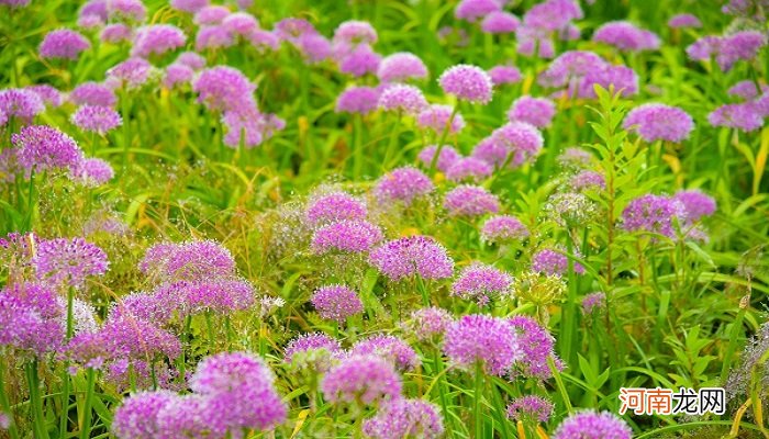 茶乡花海在什么地方 茶陵花海在哪个位置