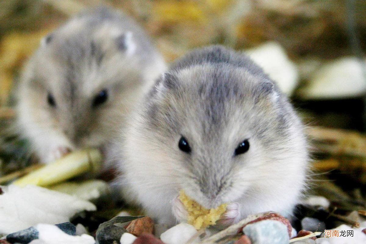 羊配鼠配不配 羊鼠婚配吗?
