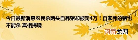 今日最新消息农民杀两头自养猪却被罚4万！自家养的猪也不能杀真相揭晓