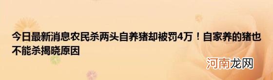 今日最新消息农民杀两头自养猪却被罚4万！自家养的猪也不能杀揭晓原因