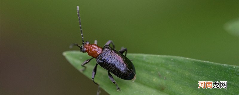 为什么家里有步甲虫 为啥家里有步甲虫