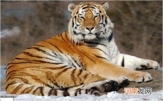 九月虎与九月牛配不配 正月的虎和九月的虎相配吗