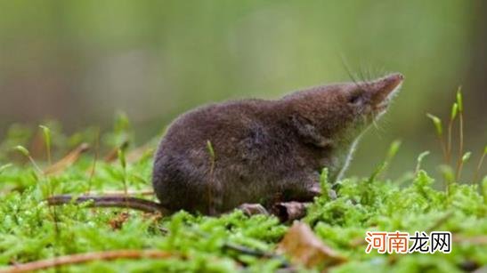 鼩鼱是保护动物吗