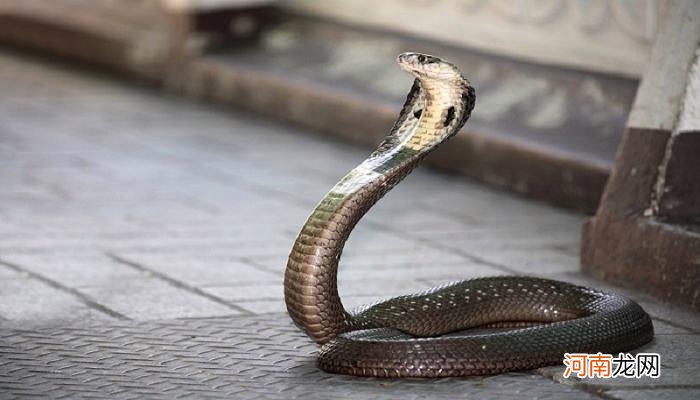 恋爱的女人梦到蛇是什么意思 恋爱中女生梦见蛇是什么意思