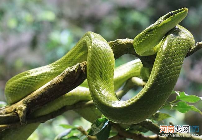 恋爱的女人梦到蛇是什么意思 恋爱中女生梦见蛇是什么意思