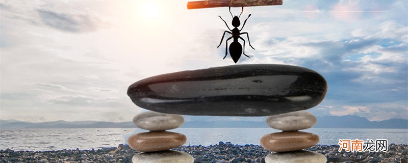 蚂蚁的分工和职责 蚂蚁是怎么分工的