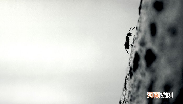 蚂蚁的分工和职责 蚂蚁是怎么分工的