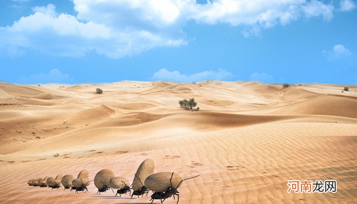 蚂蚁的分工和职责 蚂蚁是怎么分工的