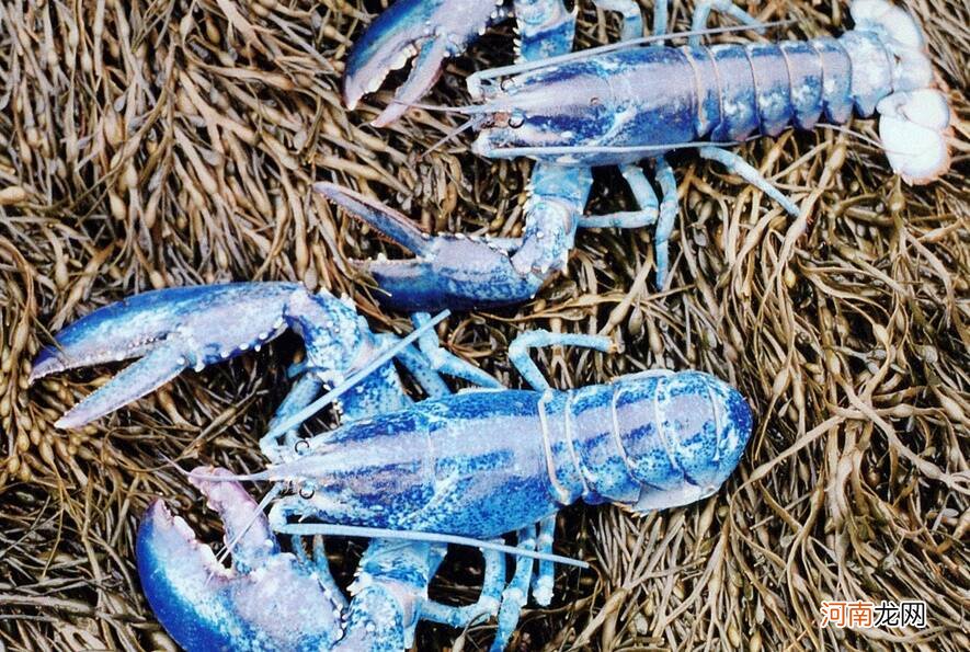 蓝色淡水小龙虾多少钱一只 蓝色龙虾多少钱一只