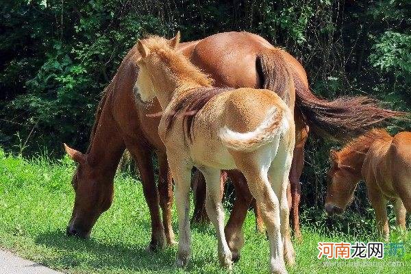 鸡马配不配 鸡男马女可不可以配