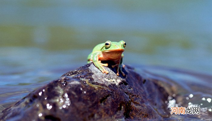 青蛙有什么作用和本领 青蛙都有什么作用和本领呢