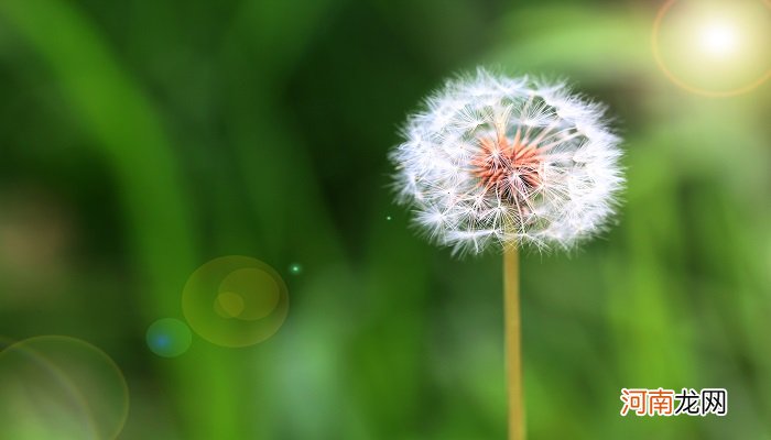 蒲公英花语及象征意义 蒲公英花语和寓意