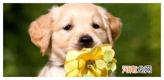 属狗配狗配不配 狗和狗属相配不配