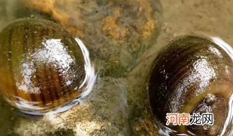 为什么田螺可以吃福寿螺不能