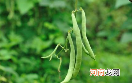 芸豆烂根死棵原因是什么