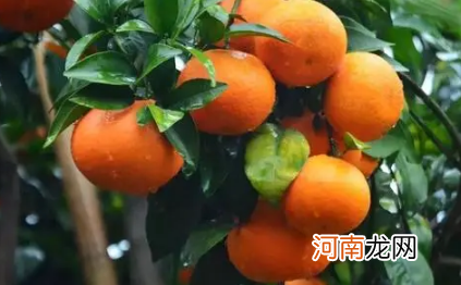沃柑苗用什么嫁接好