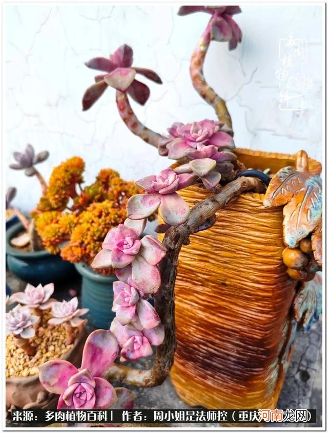 红粉配不配 粉红能配黑色吗