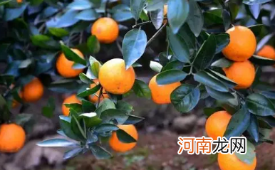 为什么柑橘尝起来是酸的