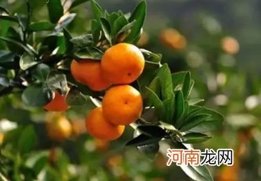 为什么柑橘尝起来是酸的