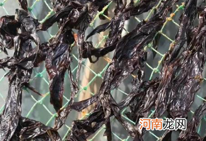 紫菜是不是海鲜