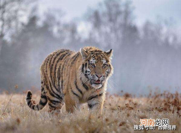 龙配虎配不配 十二生肖虎配龙配不配?