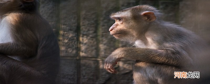 猴子是国家几级保护动物 猴子是国家多少级保护动物