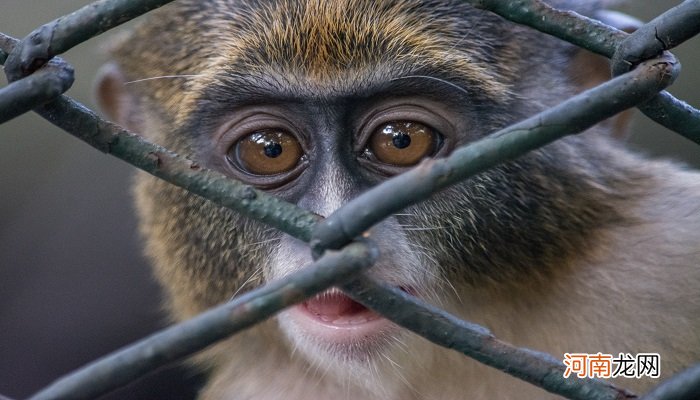 猴子是国家几级保护动物 猴子是国家多少级保护动物
