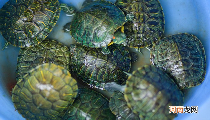 乌龟与甲鱼的区别 乌龟和甲鱼怎么区分