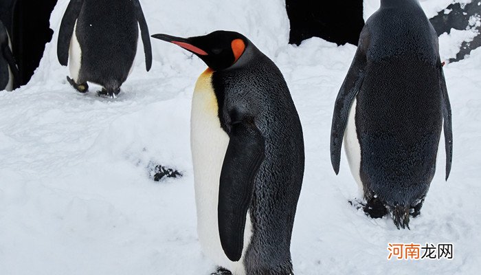 企鹅的生活习性 企鹅的特性和生活特点