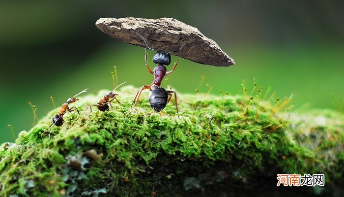 蚂蚁是动物还是昆虫 蚂蚁是昆虫吗