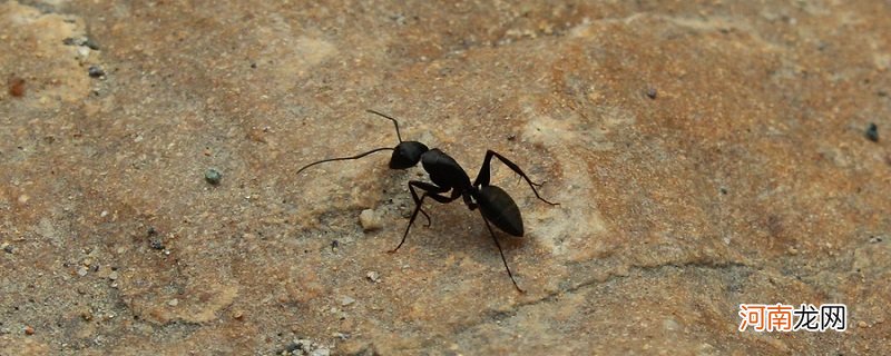蚂蚁是动物还是昆虫 蚂蚁是昆虫吗