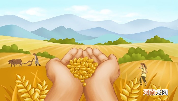 大麦的用途 大麦的用途与作用