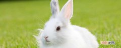 小白兔的特点 小白兔的特点有哪些