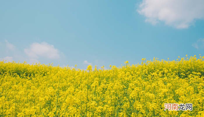 油菜花的花语是什么 油菜花的花语有什么含义