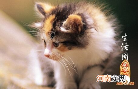 周公解梦被猫咬 周公解梦被猫咬了一口