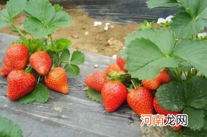 草莓苗什么时候栽种成活率高
