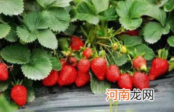 草莓苗什么时候栽种成活率高