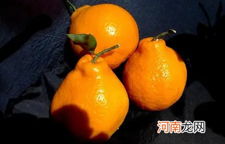 丑橘能卖到几月份