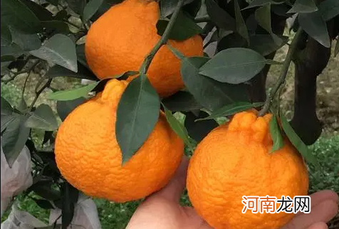丑橘能卖到几月份