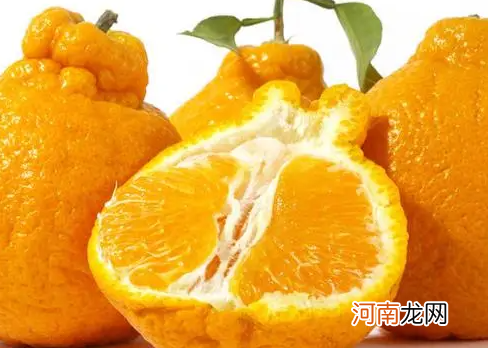 丑橘皮松的好还是紧凑的好